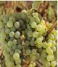 RieslingTrauben